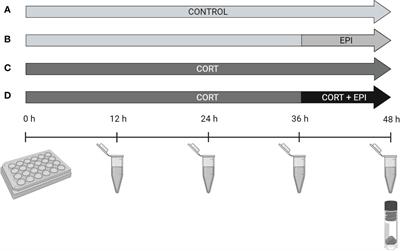 Cortisol and epinephrine alter the adipose functions and the mobilization of PCBs in adipose tissue slices from elephant seal